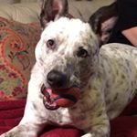 Profile Picture of Andy McBride (@gunclea) on Instagram