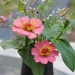 Barbara L'Homme - Facebook Profile Picture of Barbara L'Homme (@Barbara-LHomme) on Facebook