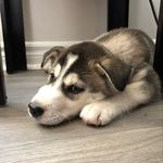 Profile Picture of Bernie Small (@the.bernlife) on Instagram