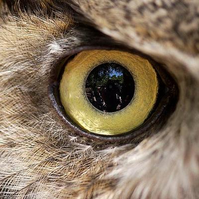 Profile Picture of Peter Walters (@WiseLondonOwl) on Twitter