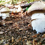 Profile Picture of Balades Randonnées (@iphonek100) on Flickr