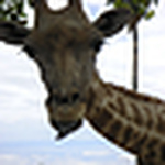 Profile Picture of Allison Perrigo (@Long Neck Lemur) on Flickr