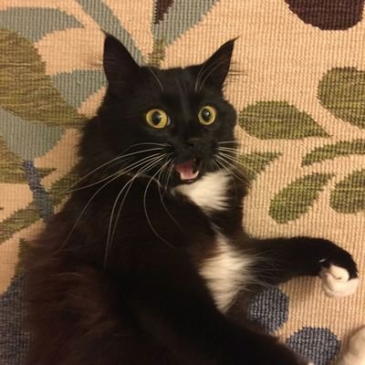 Profile Picture of Wade Vicious (@AtomskRex) on Twitter