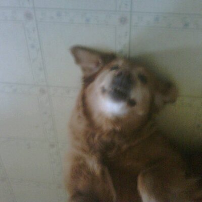 Profile Picture of Daniel Lamoureux (@Danamour) on Twitter