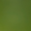 Profile Picture of Rose Crain (@@rosecrain14) on Tiktok