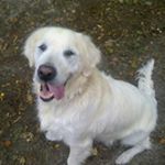 Profile Picture of Jeannette Postma (@jeanette_baloe) on Instagram