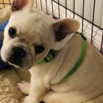 Profile Picture of Theresa Provencher Williams (@jrsbaileythefrenchie) on Instagram