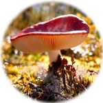 Ann-Kristin Odegard - Instagram Profile Picture of Ann-Kristin Odegard (@annkristinodegardphotography) on Instagram