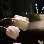 Profile Picture of Ahmed abdirizak und malik (@nykar1728) on Instagram