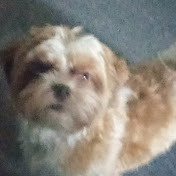 Profile Picture of Ava Wilson (@cathydelong6003) on Youtube