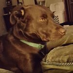 Profile Picture of Mitzi Hebert White (@ms_mootsie) on Instagram