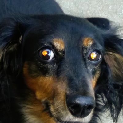 Profile Picture of Deborah Dobbs (@DeborahDobbs6) on Twitter