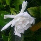 Profile Picture of Charlene Pacenti (@charlenepacenti) on Instagram