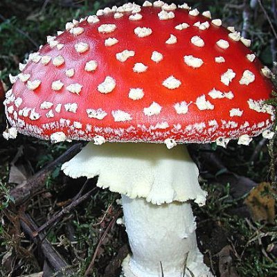 Profile Picture of Marc Nero (@Nero637) on Twitter