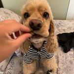 Profile Picture of Lucas Camacho (@azboylucas) on Instagram