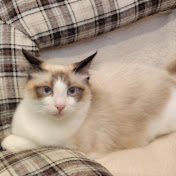 Profile Picture of Joyce Lin (@joycelin6772) on Youtube