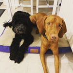 Profile Photo of 🖤🧡Henry Octavious And Cooper🖤🧡 (@henry_cooper_dogslife) on Instagram