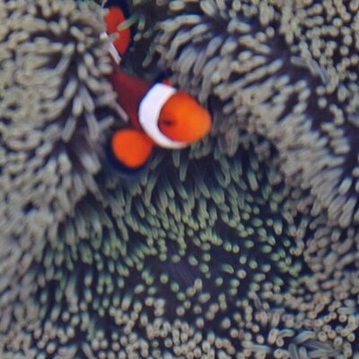 Profile Picture of Joel Alonzo (@joelalonzo860) on Twitter