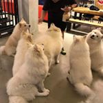 Profile Picture of Clarence Leung (@cl1882) on Instagram