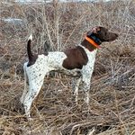 Profile Picture of Bill Schultz (@beavervalleygundogs) on Instagram