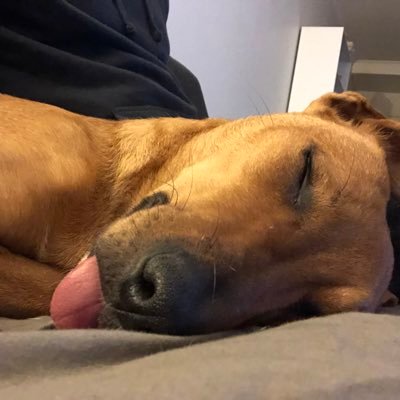 Profile Picture of Mitchell Stace (@MitchellStace) on Twitter