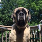 Profile Picture of Bella Dubret (@bella_the_englishmastiff) on Instagram