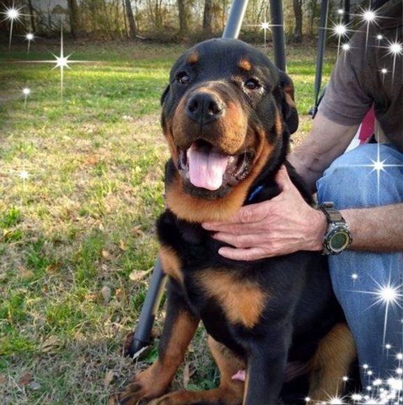 Profile Picture of Debbie Alexander (@apitbull260) on Poshmark