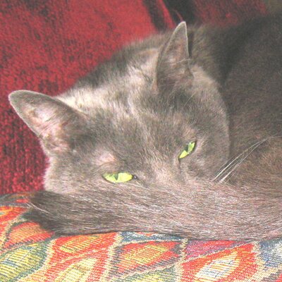 Profile Picture of John Dippel (@Ihavedelusions) on Twitter