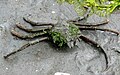 Profile Picture of Pugettia productaon Wikipedia