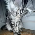 Larra Vaine - Facebook Profile Picture of Larra Vaine (@larra.vaine.2025) on Facebook