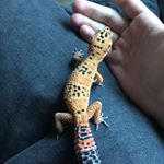 Profile Picture of Joanne and Jason’s Pets (@christiansenfamilypets) on Instagram