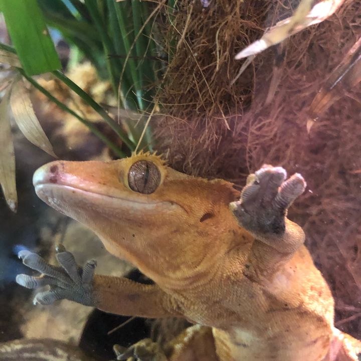 Profile Picture of Mikayla Morgan (@@mikaylamorgan21) on Tiktok