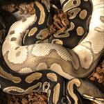 Profile Picture of Daniel Desiderio Castillo (@colorfully.vulgar) on Instagram