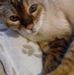 Profile Picture of Lesley Wallace (@lesley.wallace.7568) on Facebook