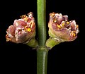 Profile Picture of Calycopeplus paucifoliuson Wikipedia