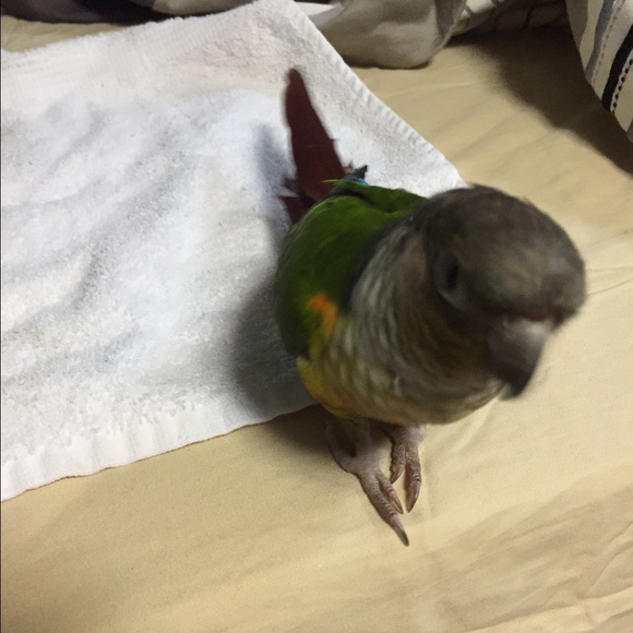 Profile Picture of Isabel Capellan (@icapellan17) on Poshmark