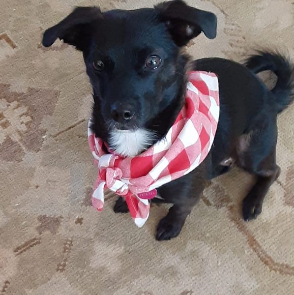 Profile Picture of Patti Steinforth (@pattisteinforth) on Poshmark