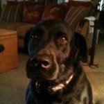 Profile Picture of Peggy Fields (@sadieblueyes) on Instagram