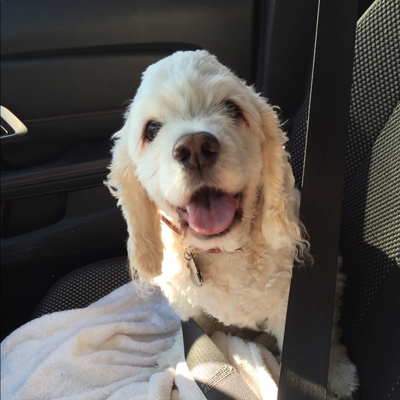 Profile Picture of Myrna Guzman (@alexia7793) on Poshmark