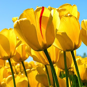 Profile Picture of Ismail Rahim (@ismailrahim5518) on Youtube