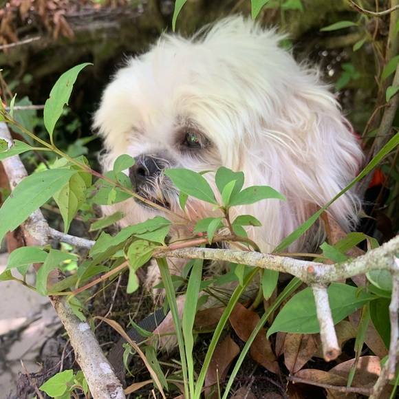 Victoria Bahula - Poshmark Profile Picture of Victoria Bahula (@victoriabahula) on Poshmark