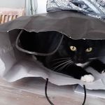 Profile Picture of Astrid Stadt (@stadtastrid) on Instagram