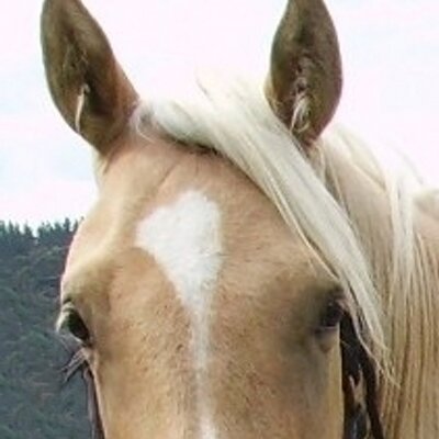 Profile Picture of Kerry Sinclair (@skiwiboy) on Twitter