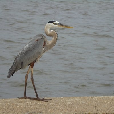 Profile Picture of Unknown Photographer (@ronald_michael) on Twitter