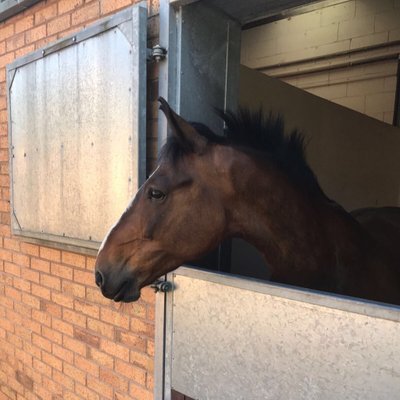 Profile Picture of Hannah Ellis (@LittleVet16) on Twitter