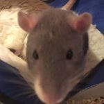 Profile Picture of Xx Bob The Legand Xx (@chrishambley2019) on Instagram