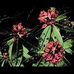 Profile Picture of Marc Grubb Jr. (@indie.aj.2099) on Instagram