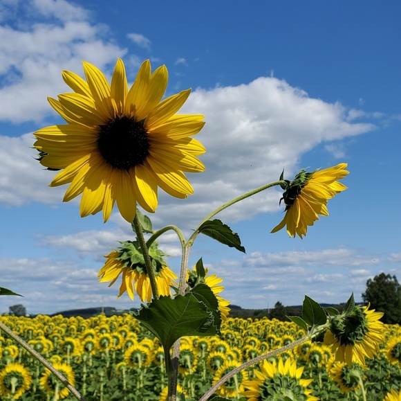 Profile Picture of Nancy Handwerk (@nhandwerk) on Poshmark