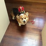 Profile Picture of Douglasboltoncorgi (@douglasboltoncorgi) on Instagram