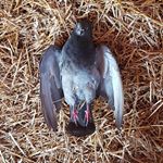 Profile Picture of jacobmcintyre (@jacobmcintyre6) on Instagram